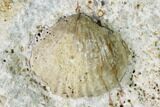 Fossil Ammonite (Dorsetensia & Otoites) Association - England #171272-4
